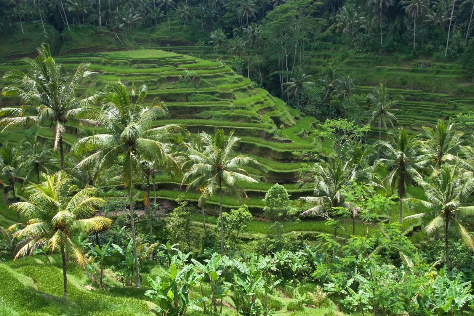 Terraced green rice fields stepping down a valley in Bali, framed by coconut palms.
